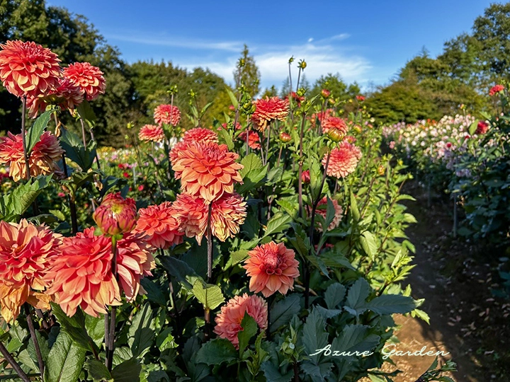 デコラ咲きのダリア