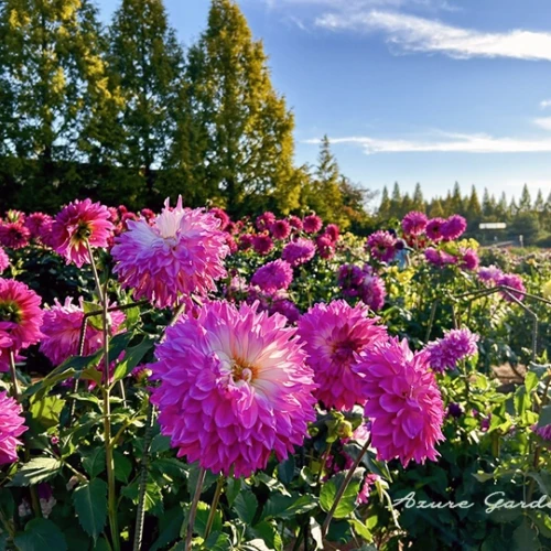 世羅高原農場 - ダリアとガーデンマム祭