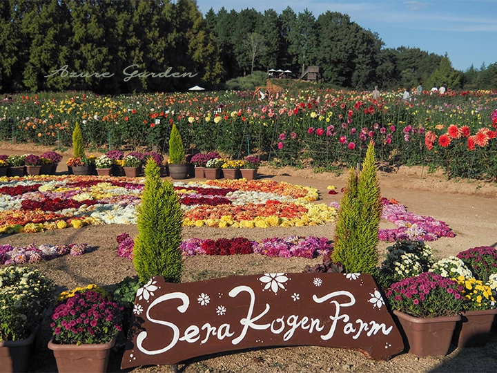 世羅高原農場のダリアの花絵