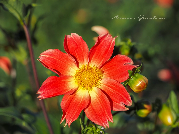 ダリア - シングル咲き