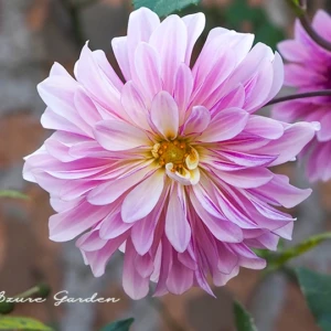 ダリア（天竺牡丹）｜華やかに咲き誇る秋の彩りとその魅力