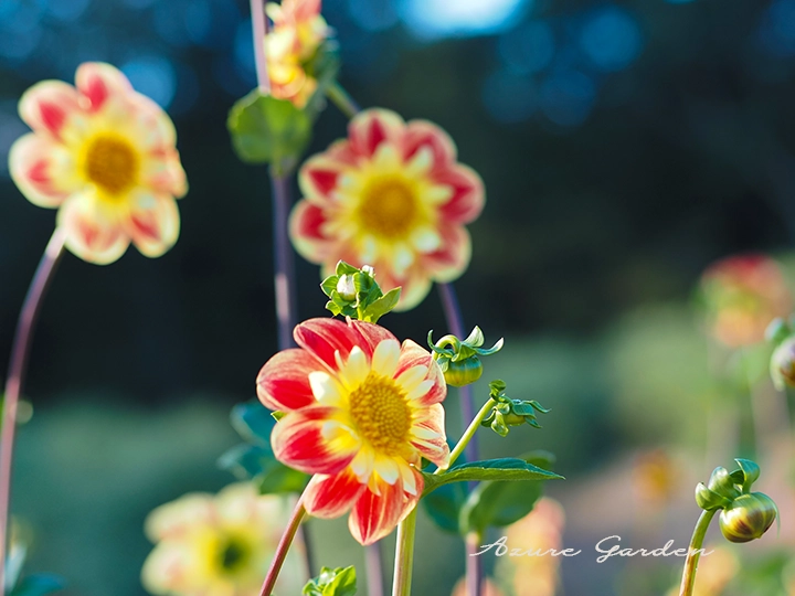 ダリア - コラレット咲き