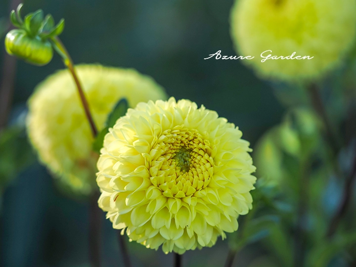 ダリア - ポンポン咲き