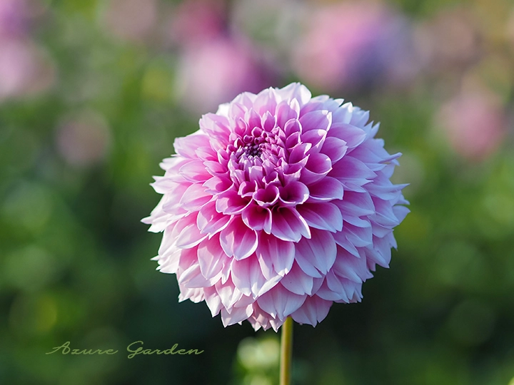 ダリア - デコラティブ咲き