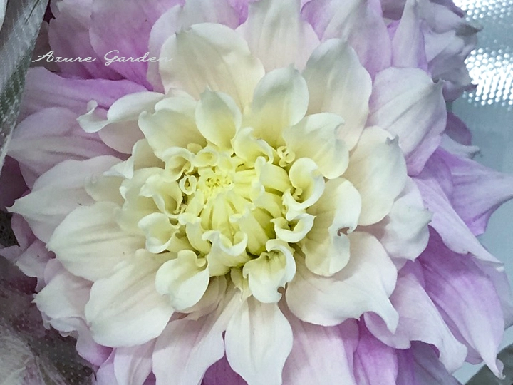 華やかな花姿のダリア