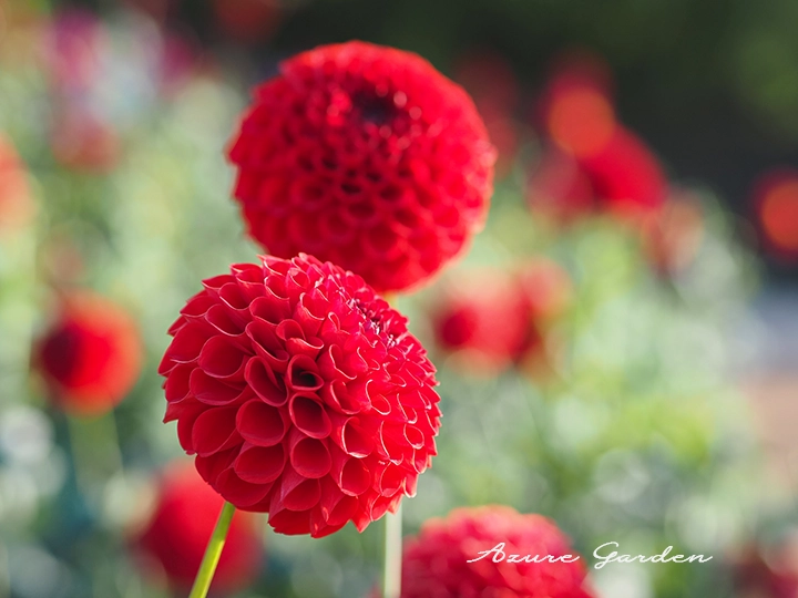 ダリア - ボール咲き