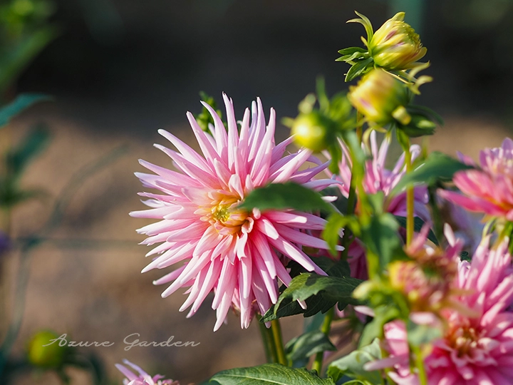 ダリア - カクタス咲き