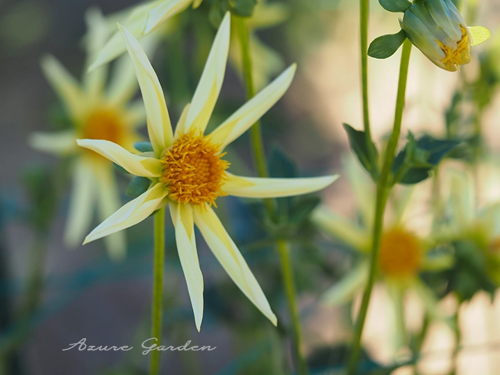 ダリア - オーキッド咲き