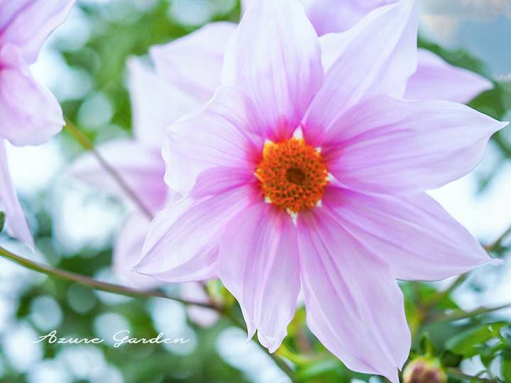 皇帝ダリア（Tree Dahlia）