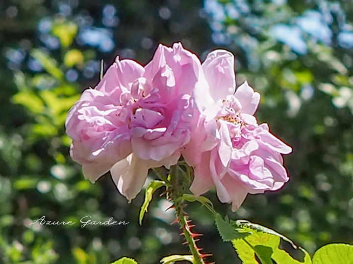 ロサ ダマスケナ ビフェラ（Rosa Damascena bifera）