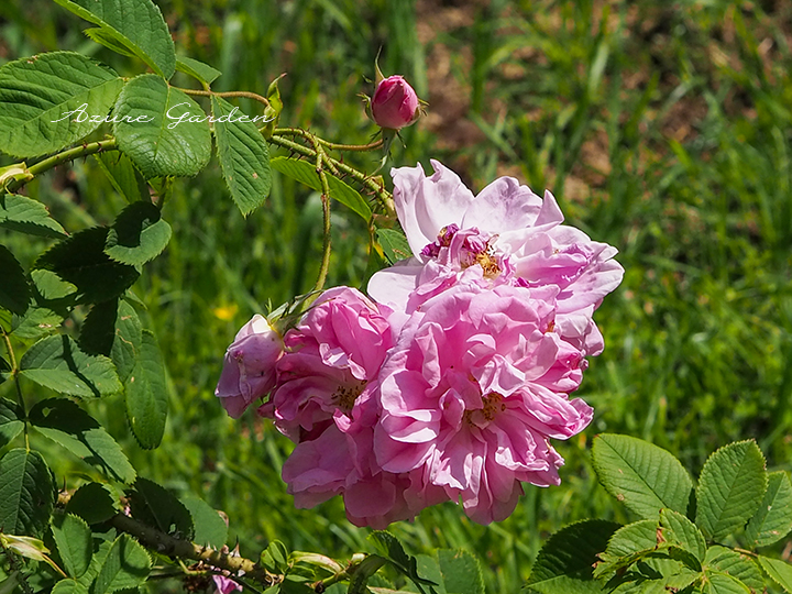 ロサ ダマスケナ トリギンティペタラ（Rosa Damascena trigintipetala）