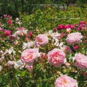 イングリッシュローズの特徴と咲き方・花形で見る気品あるバラたち