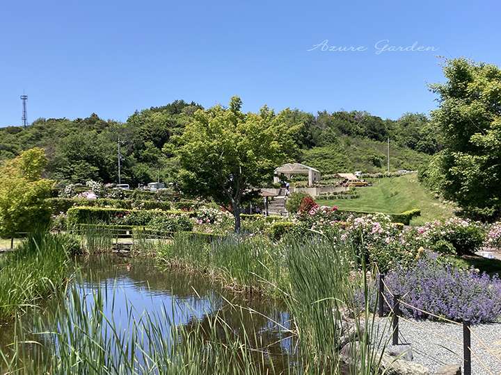 自然に伸びた草花が、風にそよぎながら水辺を彩り、整った水路とは対照的です。