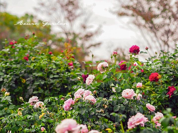 秋のデビッド・オースチン ローズガーデン ピンクと赤のバラ
