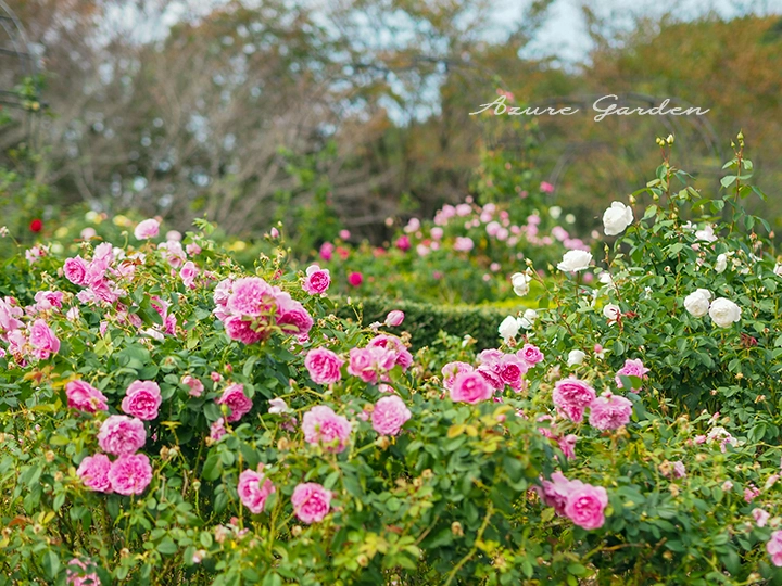 デビッド・オースチン ローズガーデンの秋バラ ピンクと白の花