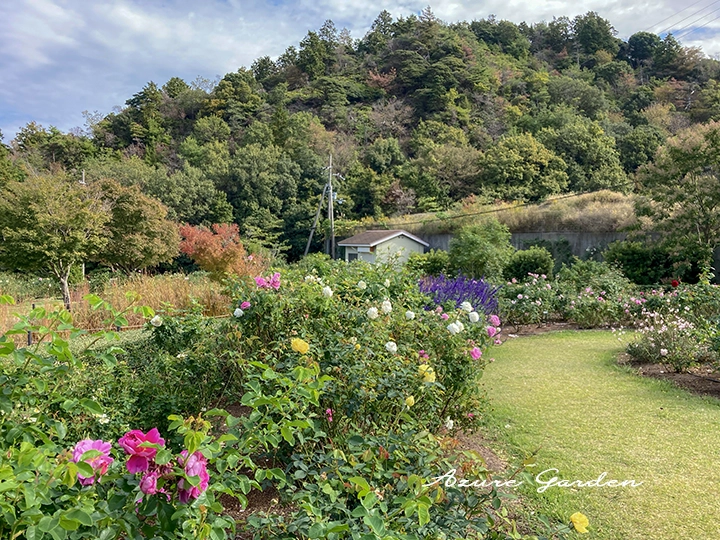 秋のデビッドオースチン ローズガーデン 2023.11