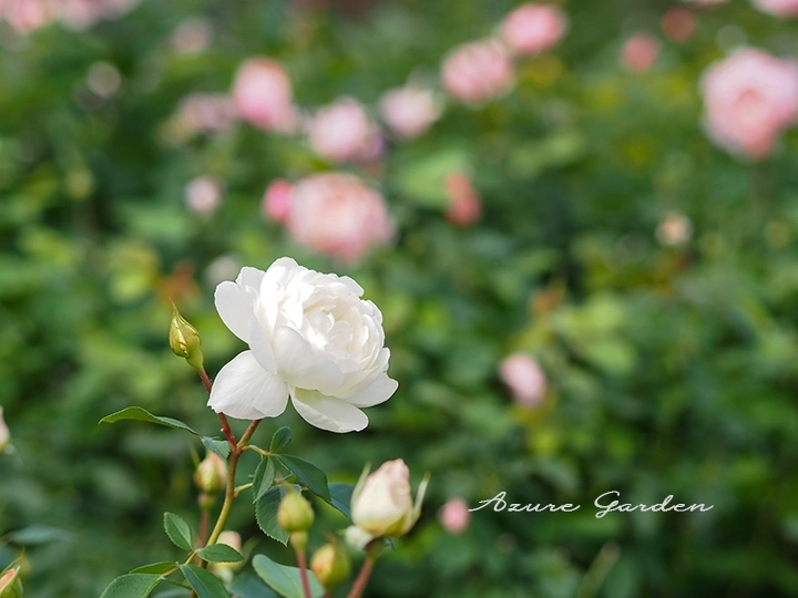 白いロゼット咲きのイングリッシュローズ（秋のデビッド・オースチンローズガーデン）