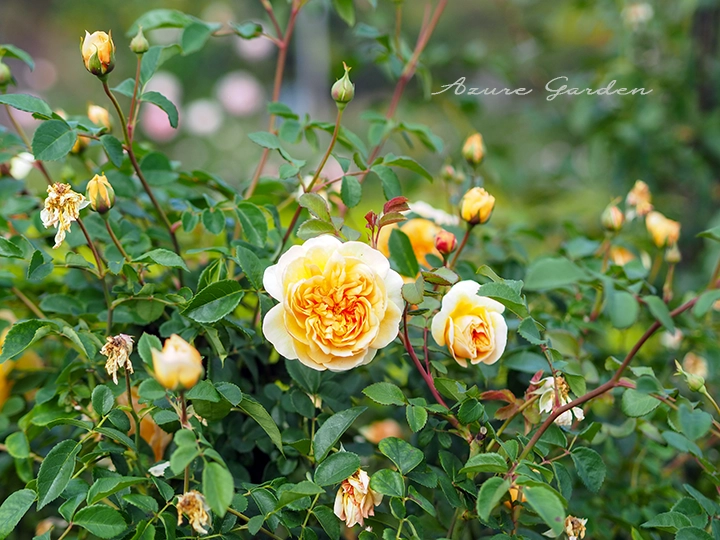 黄色のロゼット咲きのイングリッシュローズ