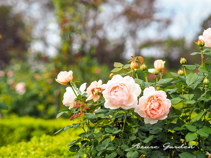 淡いアプリコット色のロゼット咲きイングリッシュローズ（秋のデビッド・オースチンローズガーデン）