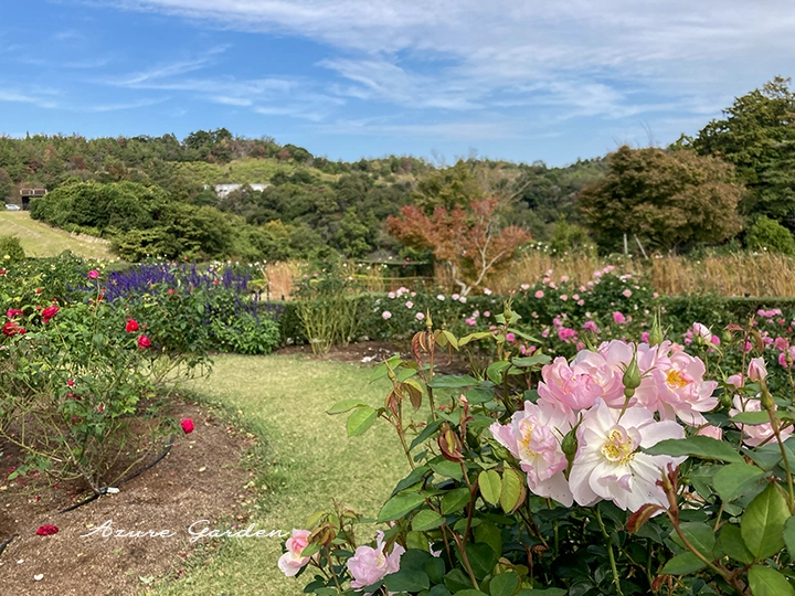 秋空と紅葉に包まれたデビッド・オースチン ローズガーデン（David Austin Rose Garden in autumn）