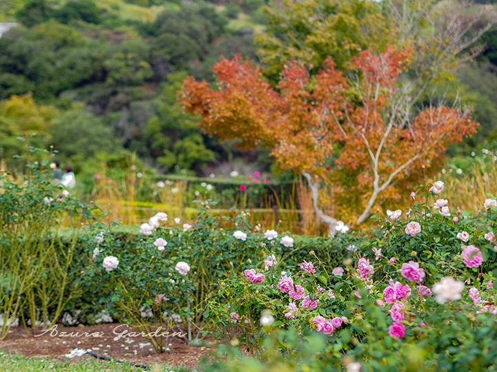 秋のデビッドオースチン　ローズガーデン 2023.11