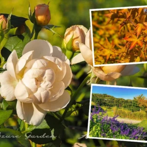 秋バラと紅葉が彩る風景｜デビッド・オースチンの庭を訪ねて