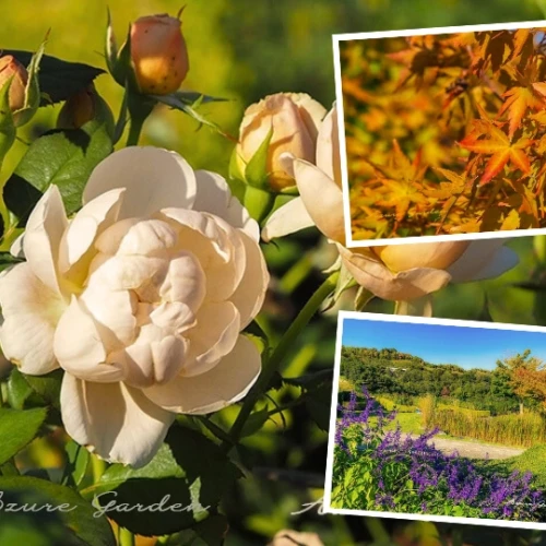 秋色のデビッドオースチンローズガーデン