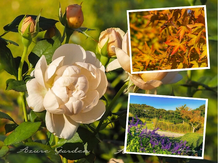 秋色のデビッドオースチンローズガーデン