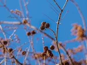 メタセコイアの実