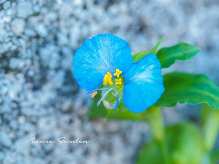 露草 露草（つゆくさ）｜暮らしのまつり・遊び｜暮らし歳時記