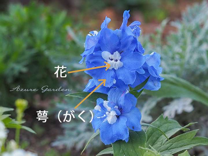 デルフィニウムの花と萼