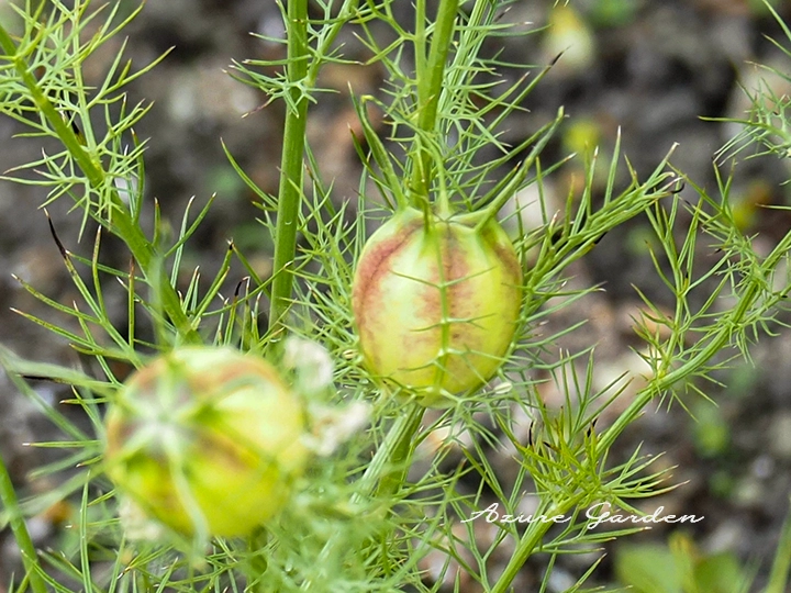 花後にできるニゲラの特徴的な実