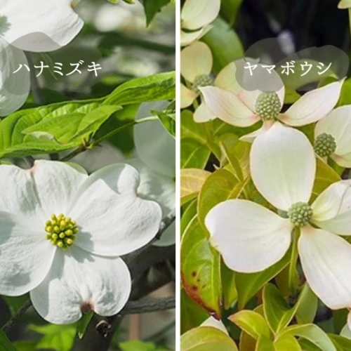 ハナミズキとヤマボウシ比較