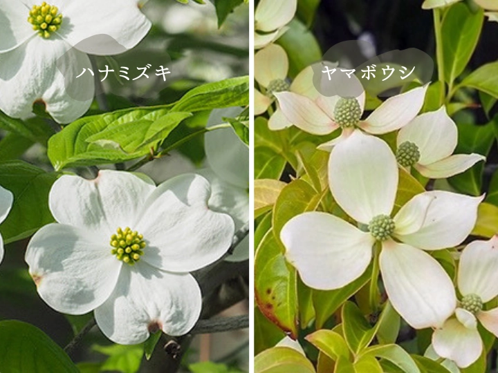 ハナミズキとヤマボウシ比較