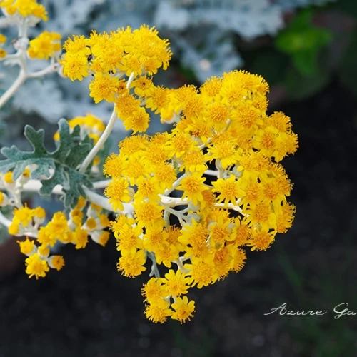 シロタエギク（白妙菊）