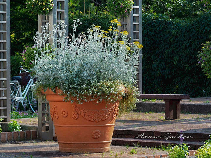 公園で植栽されるシロタエギク