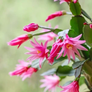 春に咲くイースター・カクタス｜西洋で親しまれる復活祭の花