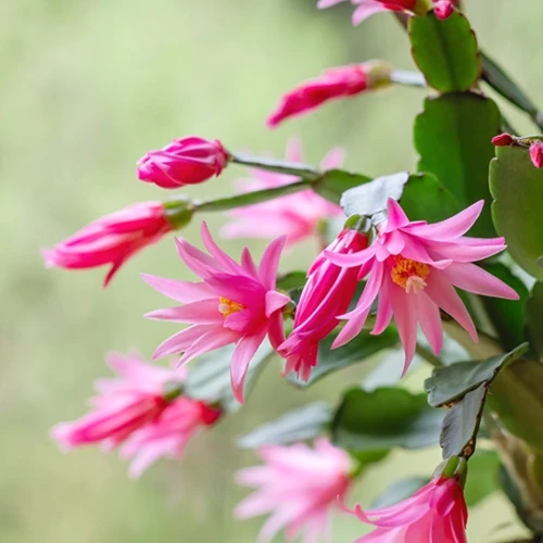 イースター・カクタス