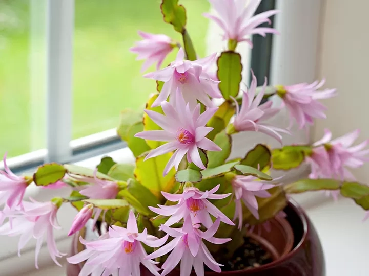 イースター・カクタス