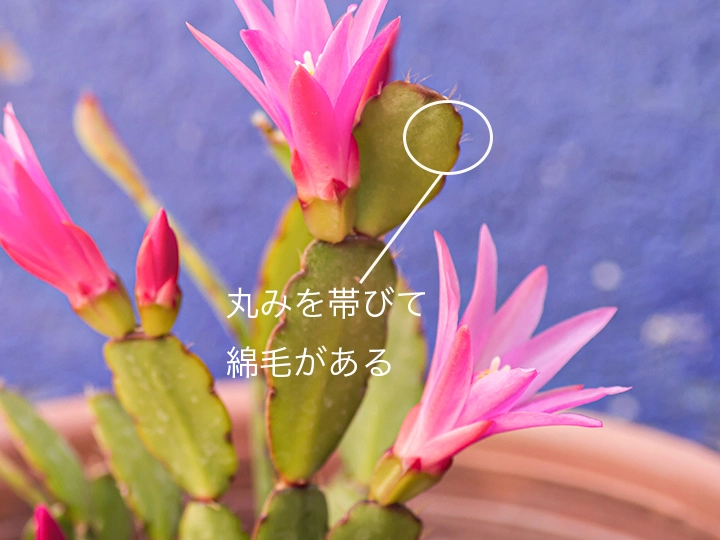 丸みを帯びたイースターカクタス