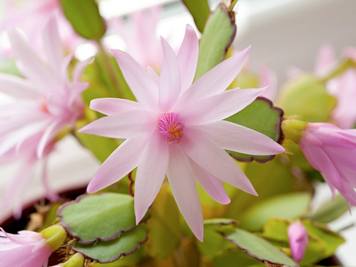 星のような形をしたイースターカクタスの花