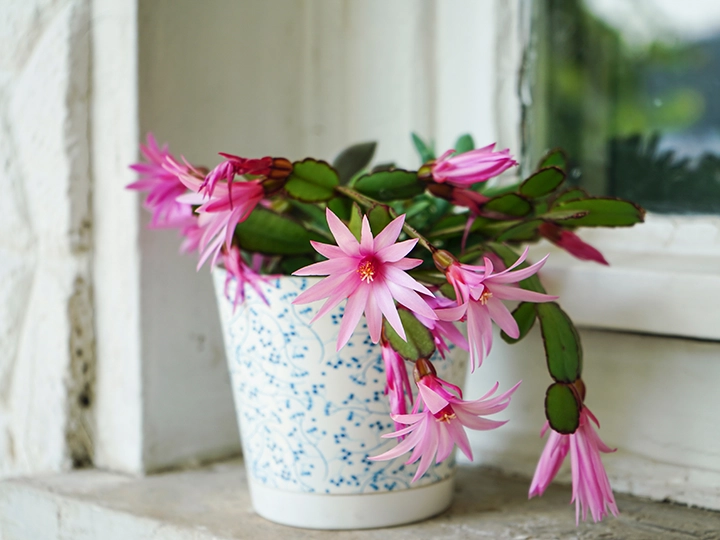 春に咲くイースター・カクタス