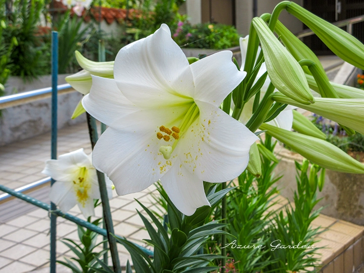 テッポウユリ（鉄砲百合）- Easter Lily
