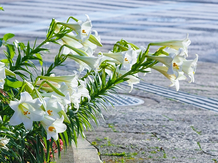 横向きに咲くテッポウユリ（鉄砲百合）の花