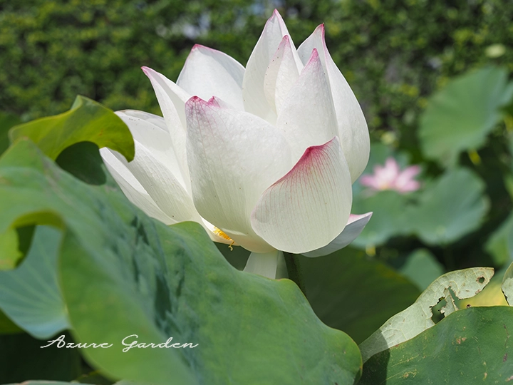 食実用蓮（Edible Lotus）