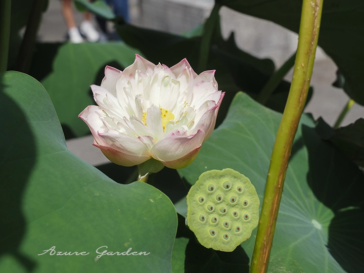 食実用蓮（Edible Lotus）