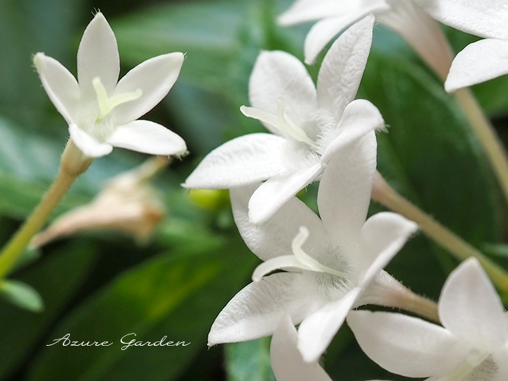 ペンタスの花