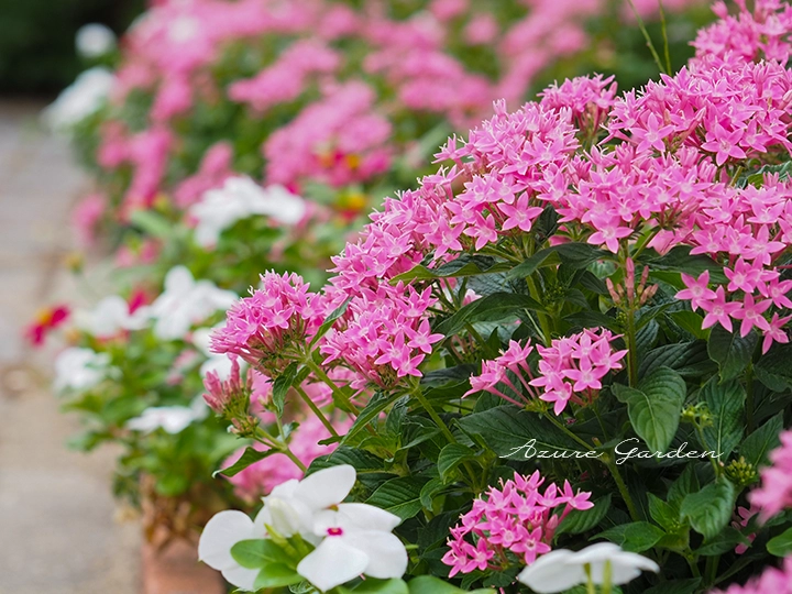 夏花壇に植えられたピンク色のペンタス