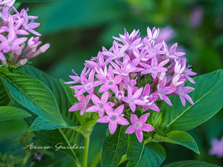 ペンタスの花