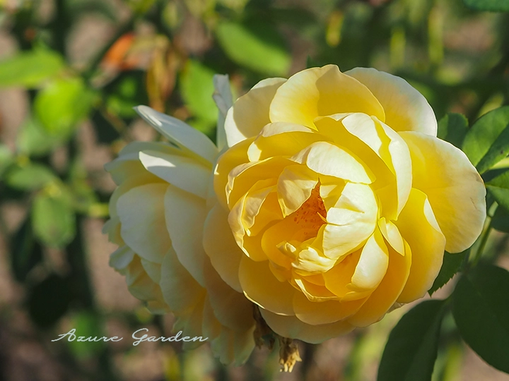 泉南市 デビッド・オースチン ローズガーデンに咲く黄色のイングリッシュローズ